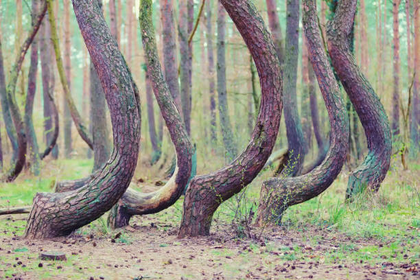 crooked forest in Gryfino in Poland stock photo