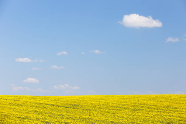 Extensive field of rapeseed with blue sky in the background. Intensive agricultural production, fuel dependency, agriculture and energy industry concept, background and copy space.