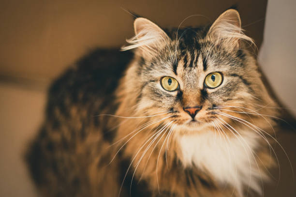istock ray cat with green eyes. Gray cat. Striped not purebred kitten. 678535364