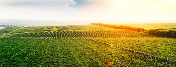 Extra wide panoramic shot of a summer vineyard at sunset