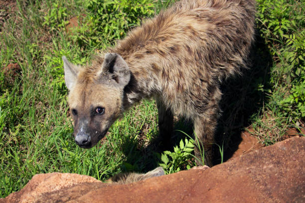 hiena patrząc w aparacie - portrait spotted hyena field africa zdjęcia i obrazy z banku zdjęć