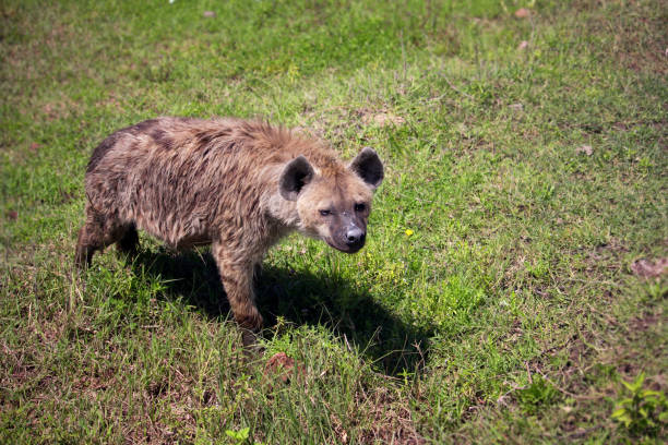 カメラで見ているハイエナ - portrait spotted hyena field africa ストックフォトと画像