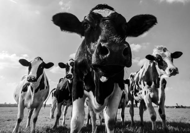 istock Cows in a field close up in black and white 678545664