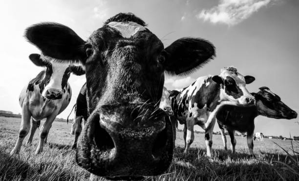 le mucche in un campo si chiudono in bianco e nero - bestiame bovino di friesian foto e immagini stock