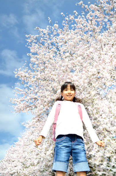 istock Cherry blossoms and elementary school girls 678545804