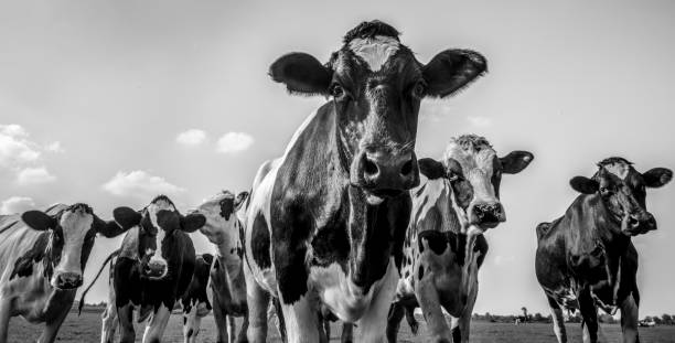 Group of Holstein Friesians cows looking into the lens with a blue sky in the background.