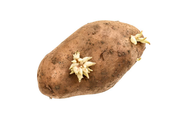 istock Organic potato with sprouts roots isolated on a white background. 678553694