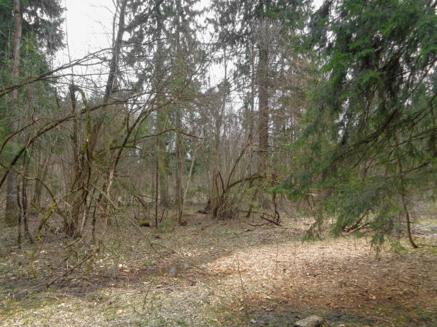 istock Spring cloudy and gloomy forest in Northern Asia. April 678555346