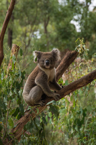 istock An Australian native Koala perched in a tree watching the viewer 678559780