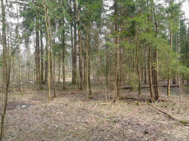 istock Spring cloudy and gloomy forest in Northern Asia. April 678560218