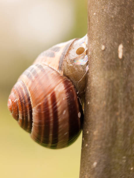 istock snail resting attached to a branch outside 678573052