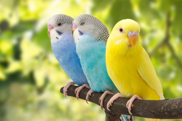 istock three budgies are in the roost 678589228