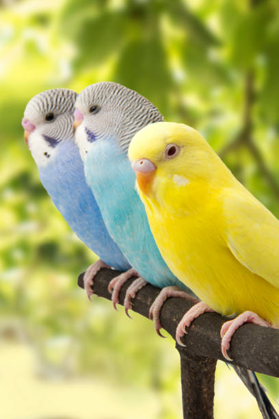 istock three budgies are in the roost. 678589248