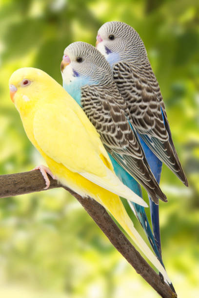 istock three budgies are in the roost, 678589258