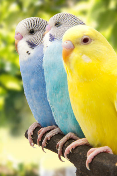 istock three budgies are in the roost 678589370