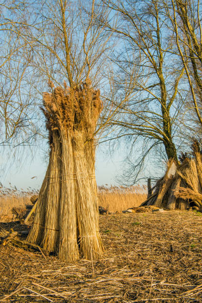 Upright against a tree, bundles harvested reed in a flood plain next to a Dutch river are drying and waiting for transport.