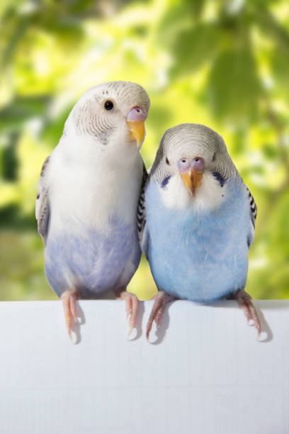 istock two birds are on a green background 678592436