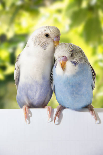 istock two birds are on a green background, 678593928