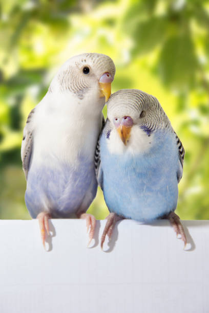 istock two birds are on a green background 678594304