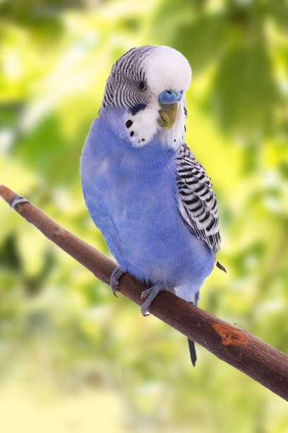 istock budgies are in the roost 678594426