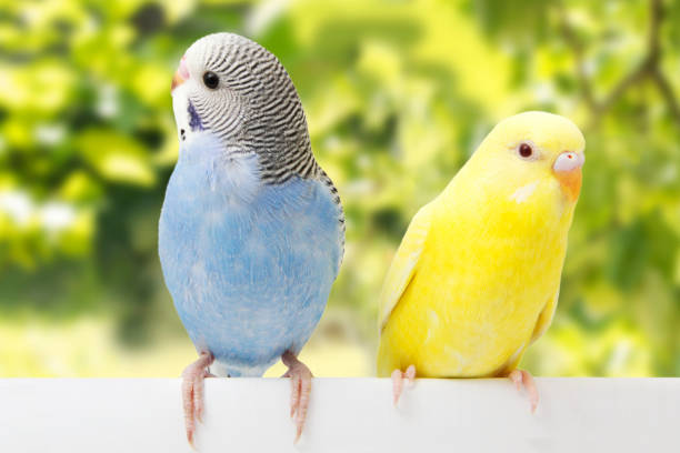 istock two birds are on a green background 678594626