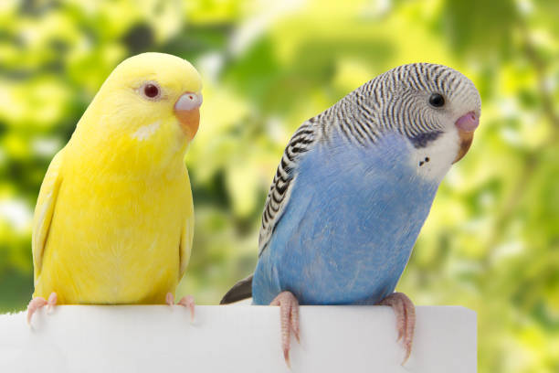 istock two birds are on a green background 678594742