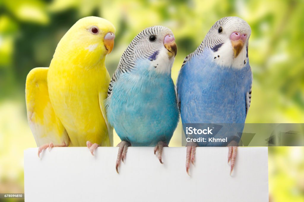 two birds are on a green background Budgerigar Stock Photo