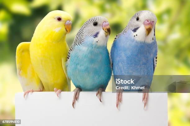 Two Birds Are On A Green Background Stock Photo - Download Image Now - Budgerigar, Bird, Parakeet