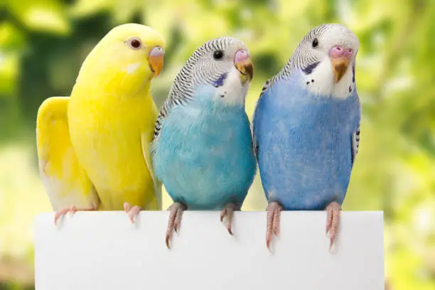 Photo of two birds are on a green background