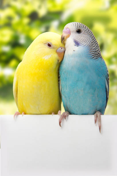 istock two birds are on a green background 678594814