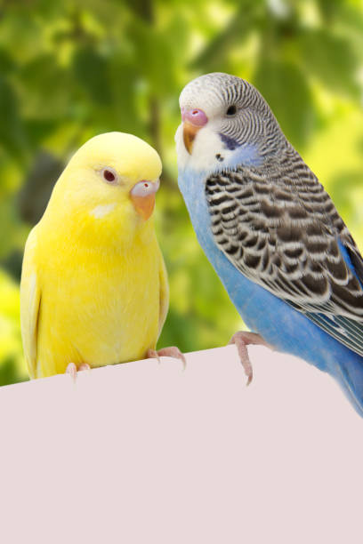 istock two birds are on a green background 678594864