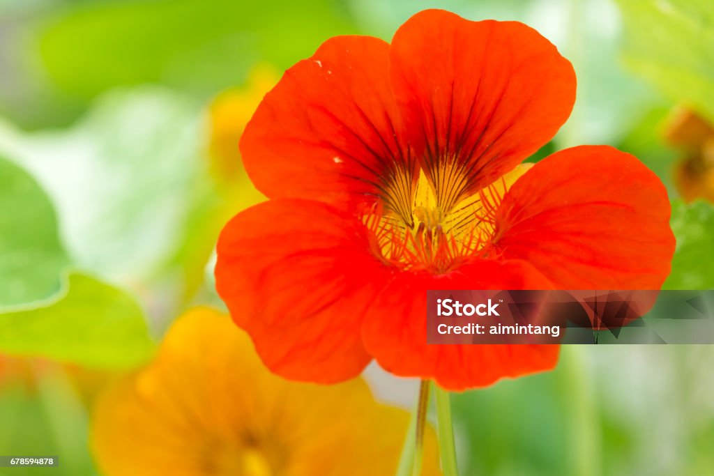 Red nasturtium Nasturtium Stock Photo