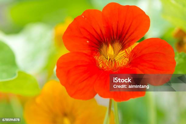 Red Nasturtium Stock Photo - Download Image Now - Nasturtium, Flower, Horizontal