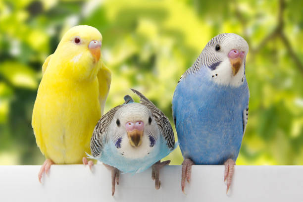 istock two birds are on a green background 678594930