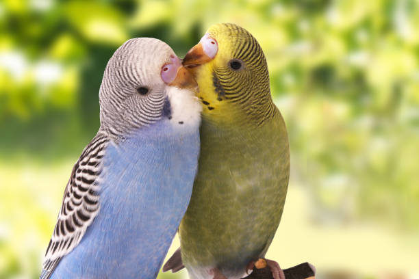 istock two birds are on a green background 678595026
