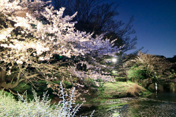 istock Night cherry blossoms in the park 678595676