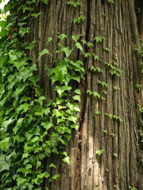 istock Ivy on a Japanese cypress 678603852