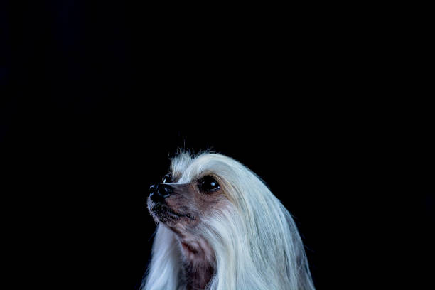 istock Hairless Chinese Crested Dog on dark background 678605352