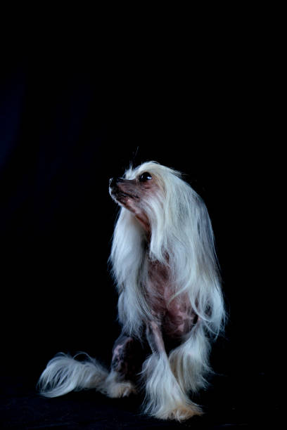 istock Hairless Chinese Crested Dog on dark background 678605940