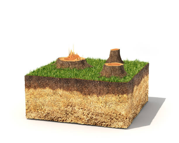 istock Eco concept. Cross section of ground with tree stumps. 3d illustration 678606324