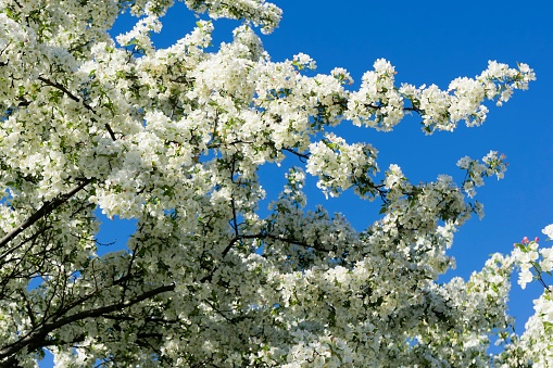 Beautiful white blooms of a Bradford Pear Tree against a clear blue sky taken in the spring of 2017 in Michigan, USA.