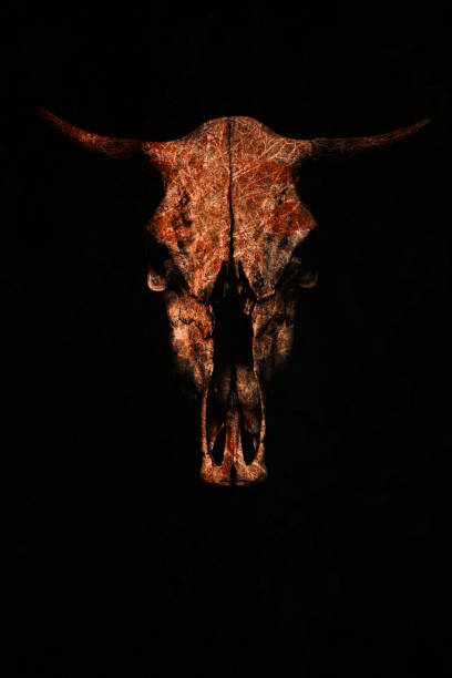istock Creative red bull's skull on a black background 678608644