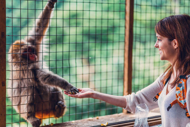 Tourist in Kyoto feeding a macaque