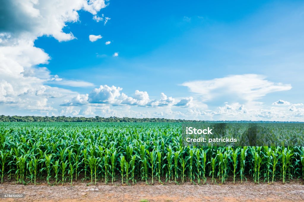 Green young Cornfield in Sorisso, Mato Grosso Brazil -  blue sky and some clouds on the far end cloud with some green tress on the Back Region of Sorisso - Mato Grosso Green young Cornfield on the land with a light blue sky and some clouds on the far end cloud with some green tress on the Back Corn - Crop Stock Photo