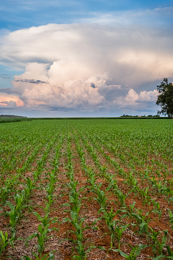 Verde campo de maíz joven en Sorisso, Mato Grosso Brasil - cielo azul y algunas nubes en la nube de extremo con algunos árboles verdes en la parte posterior photo