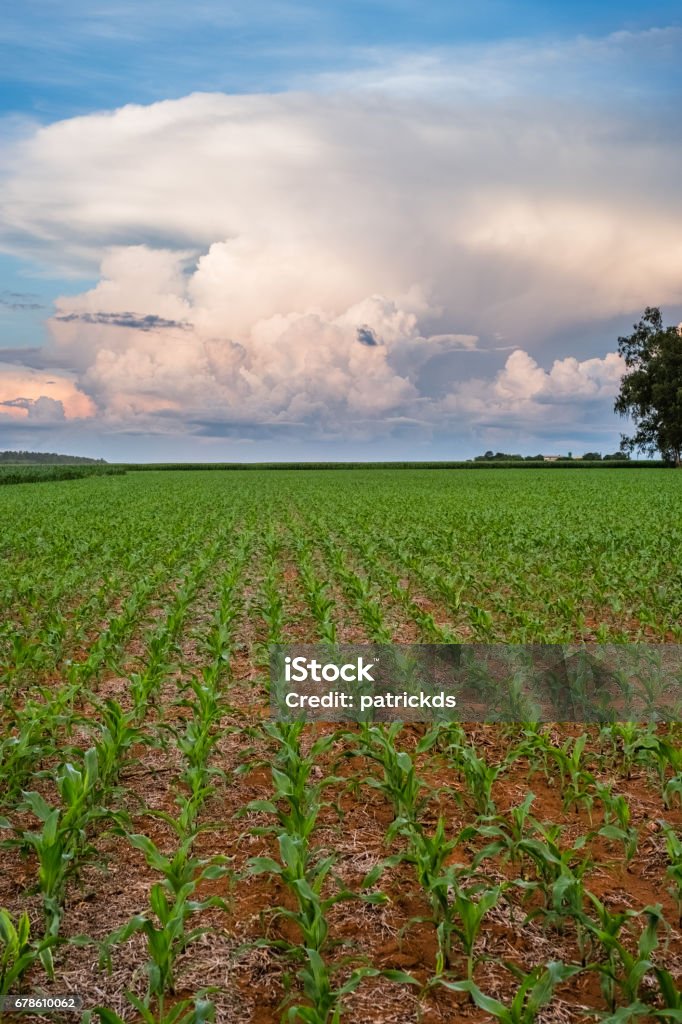 Green young Cornfield in Sorisso, Mato Grosso Brazil -  blue sky and some clouds on the far end cloud with some green tress on the Back Agricultural Field Stock Photo