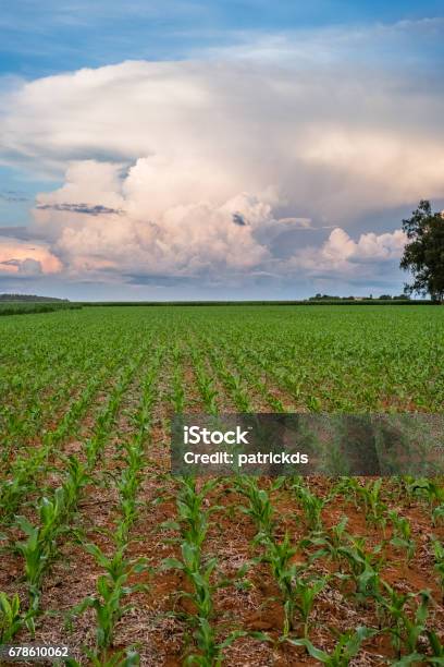 Green Young Cornfield In Sorisso Mato Grosso Brazil Blue Sky And Some Clouds On The Far End Cloud With Some Green Tress On The Back Stock Photo - Download Image Now