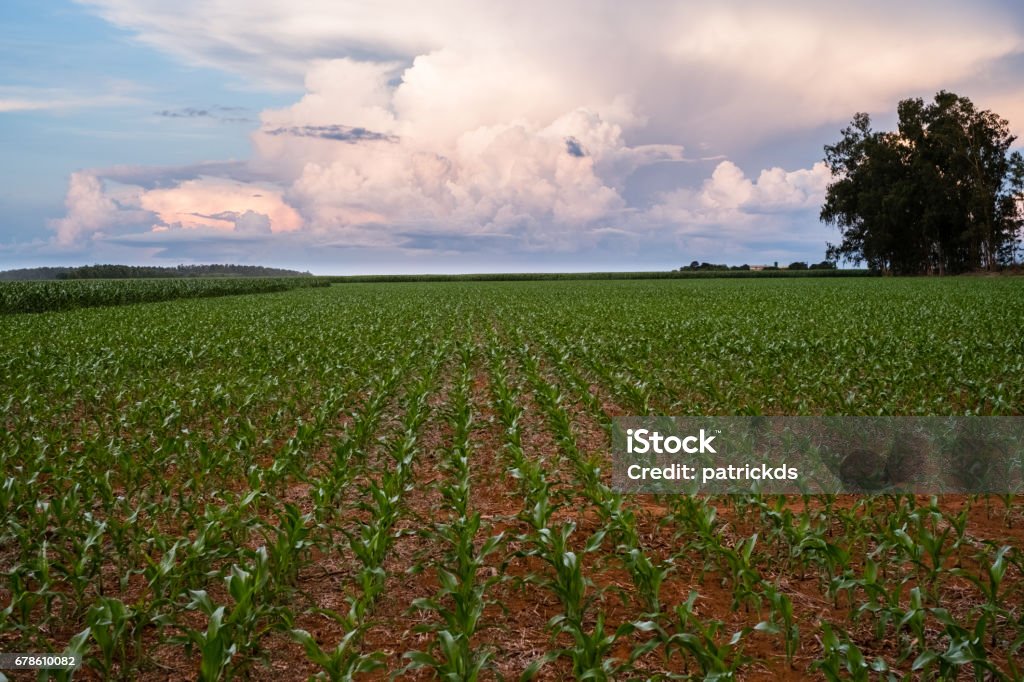 Green young Cornfield in Sorisso, Mato Grosso Brazil -  blue sky and some clouds on the far end cloud with some green tress on the Back Agricultural Field Stock Photo