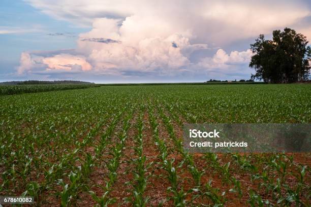 Green Young Cornfield In Sorisso Mato Grosso Brazil Blue Sky And Some Clouds On The Far End Cloud With Some Green Tress On The Back Stock Photo - Download Image Now