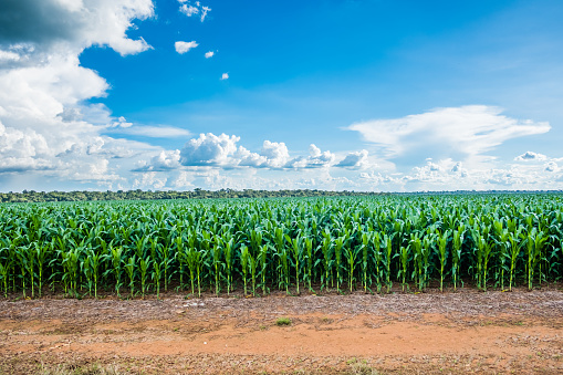 Verde campo de maíz joven en Sorisso, Mato Grosso Brasil - cielo azul y algunas nubes en la nube de extremo con algunos árboles verdes en la parte posterior photo